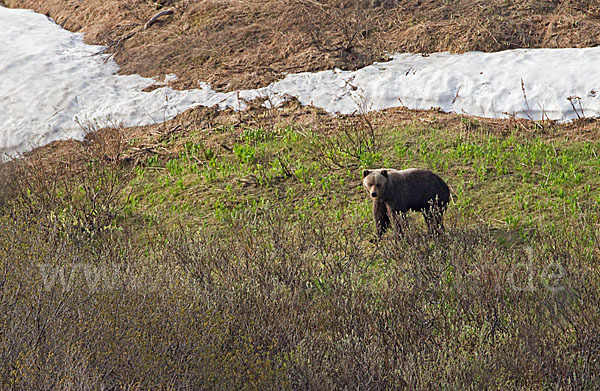 Braunbär (Ursus arctos)