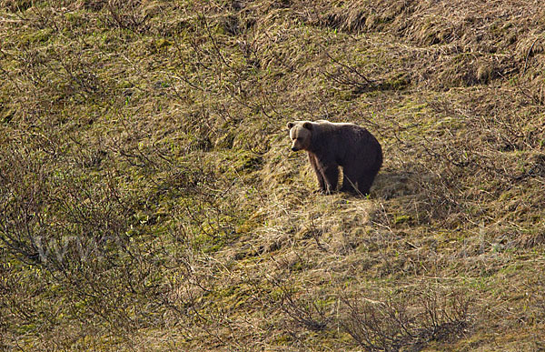 Braunbär (Ursus arctos)