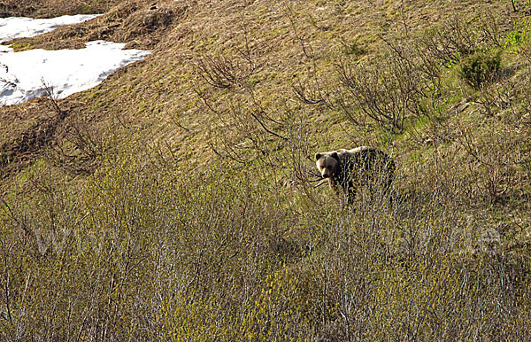 Braunbär (Ursus arctos)