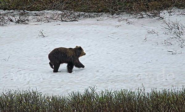 Braunbär (Ursus arctos)