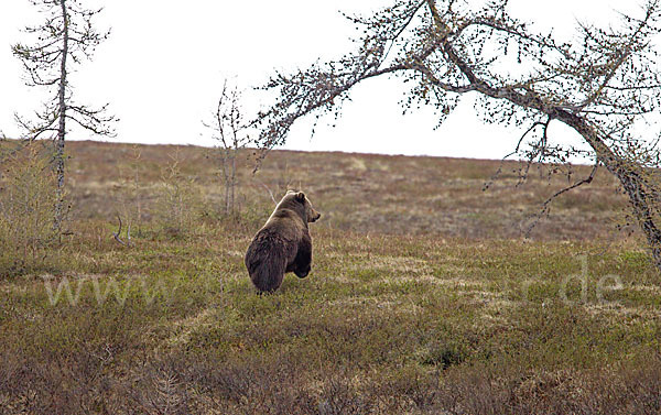 Braunbär (Ursus arctos)