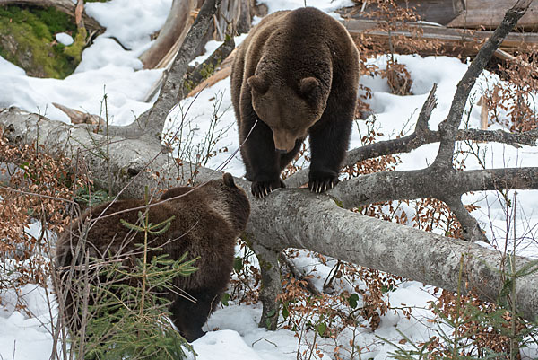 Braunbär (Ursus arctos)