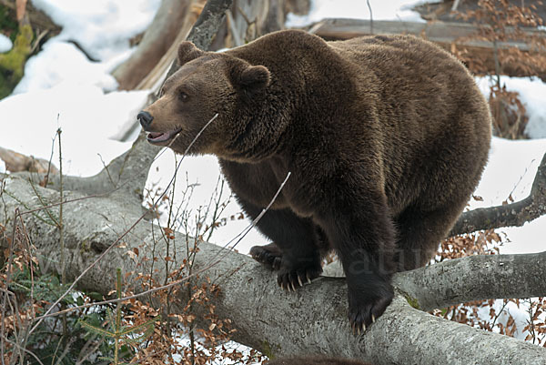 Braunbär (Ursus arctos)