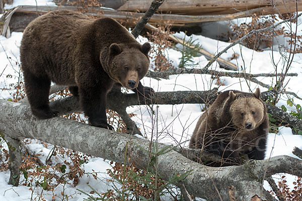 Braunbär (Ursus arctos)