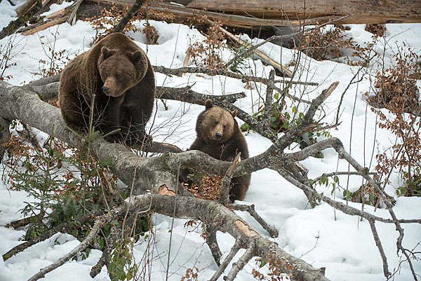 Braunbär (Ursus arctos)