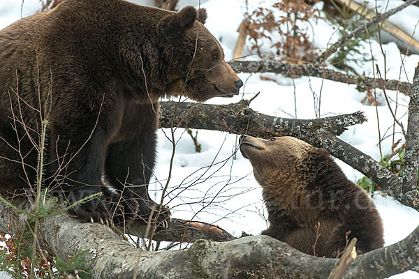 Braunbär (Ursus arctos)