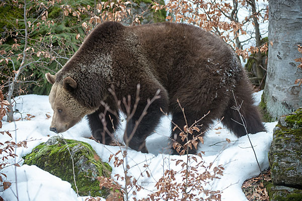 Braunbär (Ursus arctos)