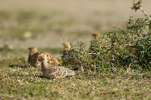 Braunbauchflughuhn (Pterocles exustus)