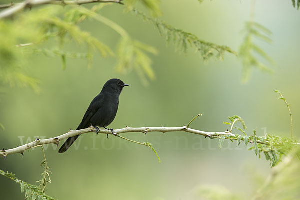 Braundrongoschnäpper (Melaenornis chocolatinus)