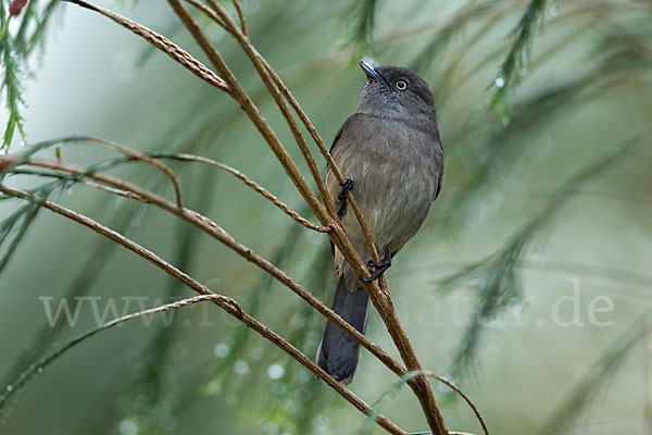 Braundrongoschnäpper (Melaenornis chocolatinus)