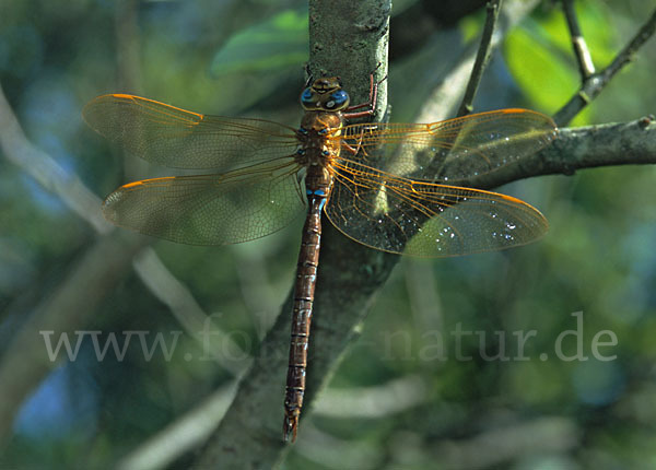 Braune Mosaikjungfer (Aeshna grandis)