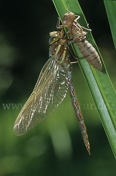 Braune Mosaikjungfer (Aeshna grandis)