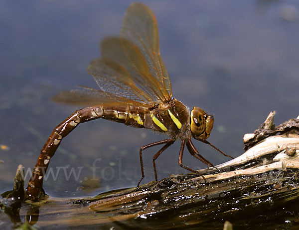 Braune Mosaikjungfer (Aeshna grandis)