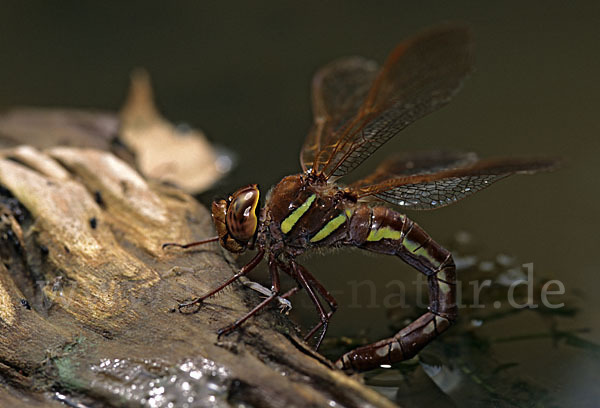 Braune Mosaikjungfer (Aeshna grandis)