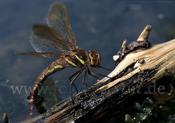 Braune Mosaikjungfer (Aeshna grandis)