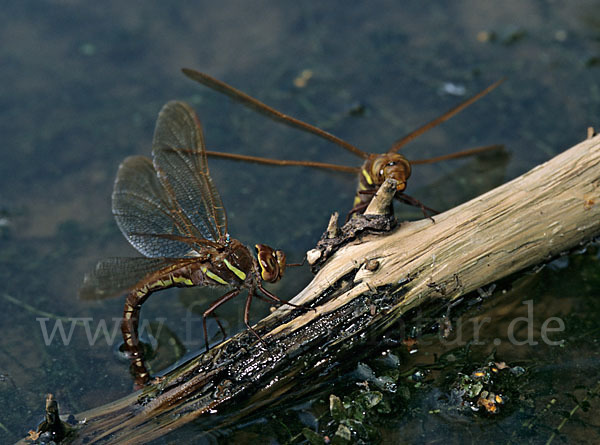 Braune Mosaikjungfer (Aeshna grandis)