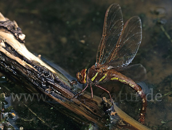 Braune Mosaikjungfer (Aeshna grandis)