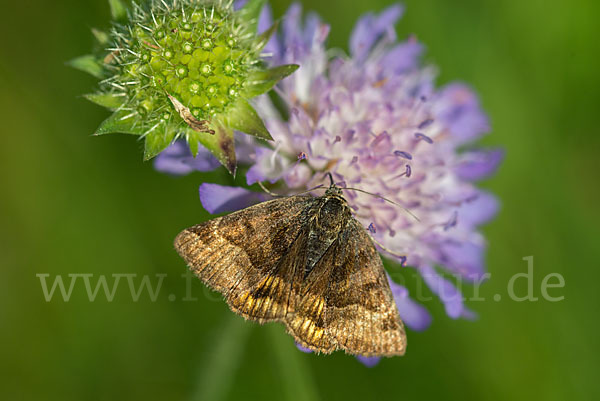 Braune Tageule (Euclidia glyphica)