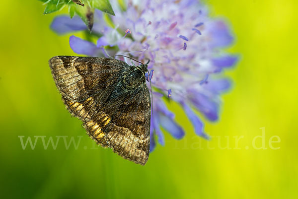 Braune Tageule (Euclidia glyphica)