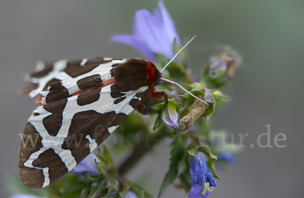 Brauner Bär (Arctia caja)