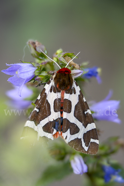 Brauner Bär (Arctia caja)