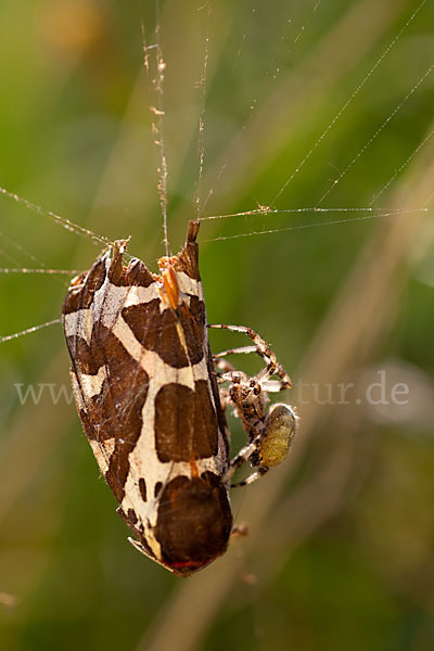 Brauner Bär (Arctia caja)