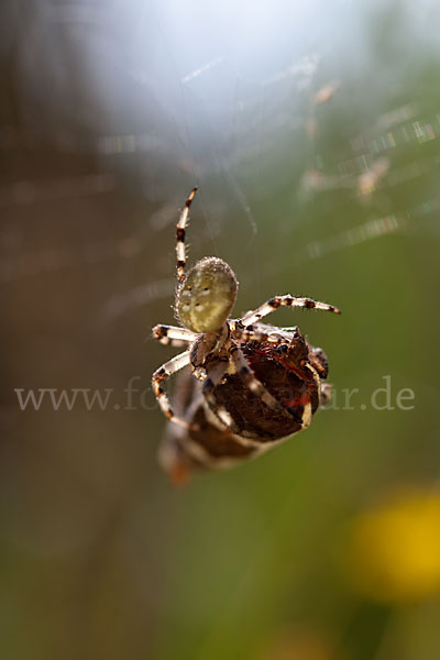 Brauner Bär (Arctia caja)