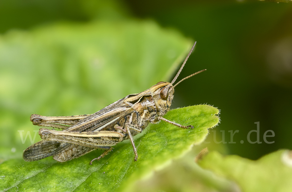 Brauner Grashüpfer (Chorthippus brunneus)