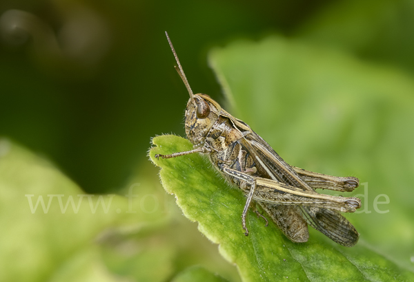 Brauner Grashüpfer (Chorthippus brunneus)