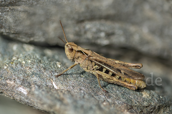 Brauner Grashüpfer (Chorthippus brunneus)