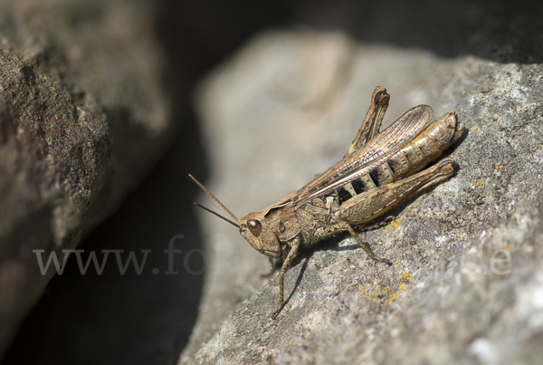 Brauner Grashüpfer (Chorthippus brunneus)