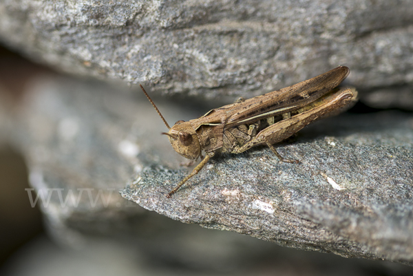 Brauner Grashüpfer (Chorthippus brunneus)