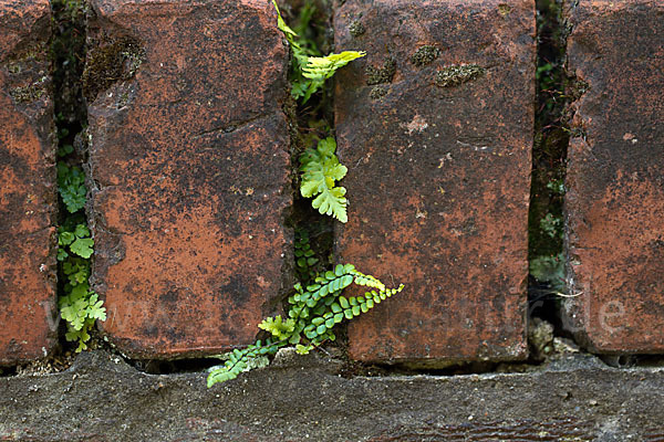 Brauner Streifenfarn (Asplenium trichomanes)