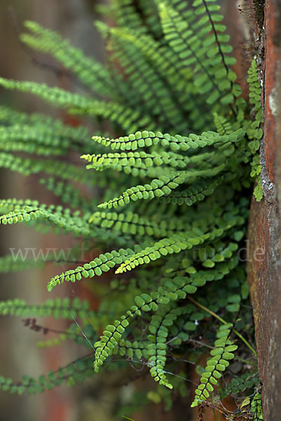 Brauner Streifenfarn (Asplenium trichomanes)