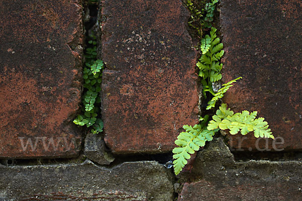 Brauner Streifenfarn (Asplenium trichomanes)