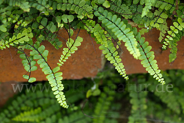 Brauner Streifenfarn (Asplenium trichomanes)