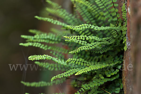 Brauner Streifenfarn (Asplenium trichomanes)