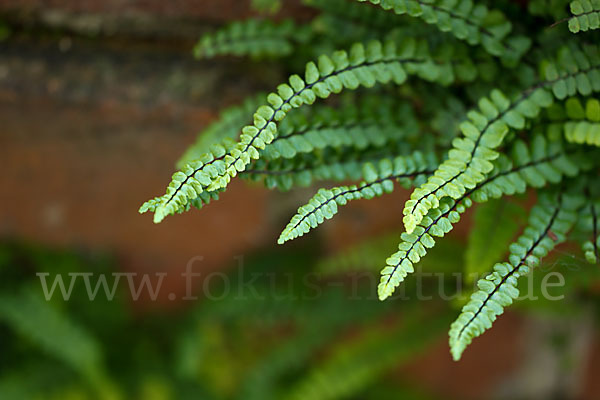 Brauner Streifenfarn (Asplenium trichomanes)