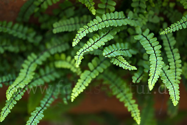 Brauner Streifenfarn (Asplenium trichomanes)