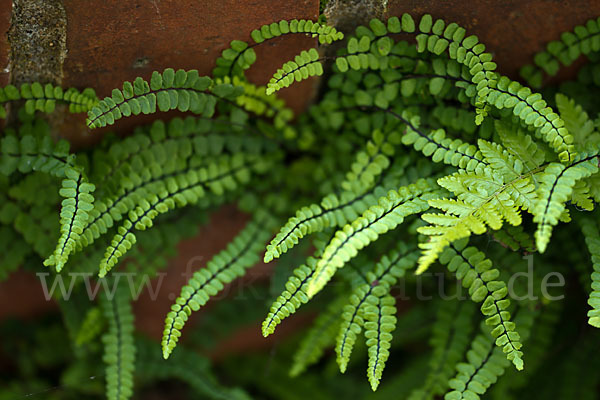 Brauner Streifenfarn (Asplenium trichomanes)