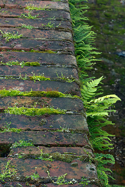 Brauner Streifenfarn (Asplenium trichomanes)