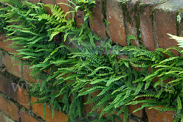 Brauner Streifenfarn (Asplenium trichomanes)