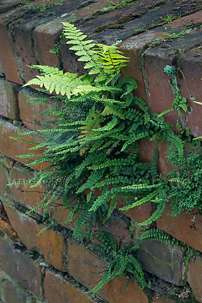 Brauner Streifenfarn (Asplenium trichomanes)