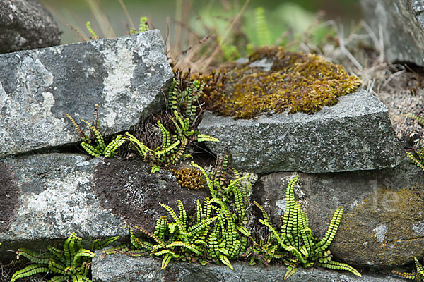 Brauner Streifenfarn (Asplenium trichomanes)