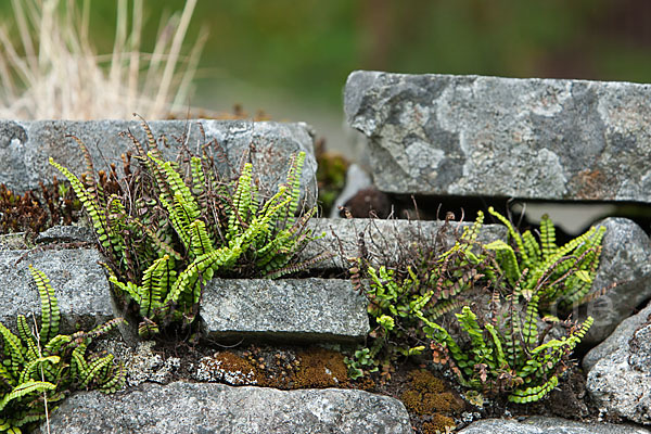 Brauner Streifenfarn (Asplenium trichomanes)