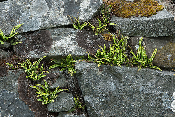 Brauner Streifenfarn (Asplenium trichomanes)