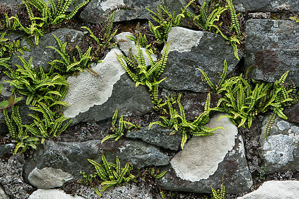 Brauner Streifenfarn (Asplenium trichomanes)