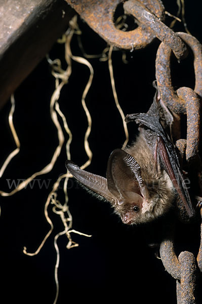 Braunes Langohr (Plecotus auritus)