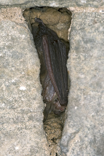 Braunes Langohr (Plecotus auritus)