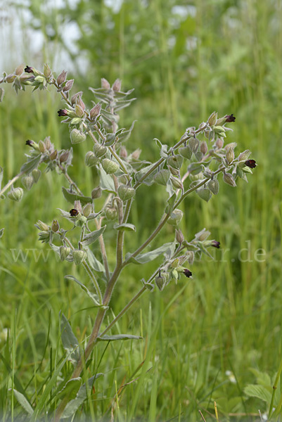 Braunes Mönchskraut (Nonea erecta)